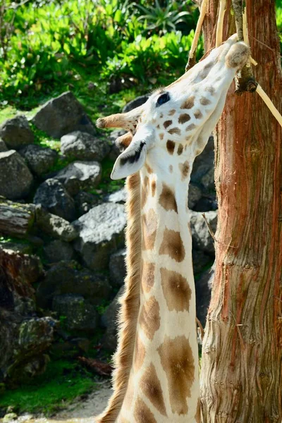 长颈鹿 Giraffa Camelopardalis 是一种非洲偶蹄的低咽哺乳动物 是世界上最高的动物 也是世界上最大的反刍动物 — 图库照片