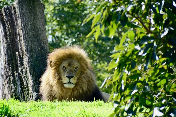 León Naturaleza Salvaje Panthera Leo Vista Diurna —  Fotos de Stock