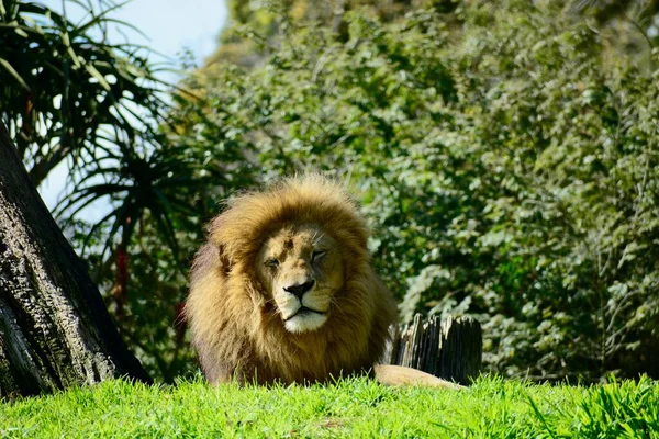 Мужской Лев Panthera Leo Один Самых Узнаваемых Символов Животных Человеческой — стоковое фото