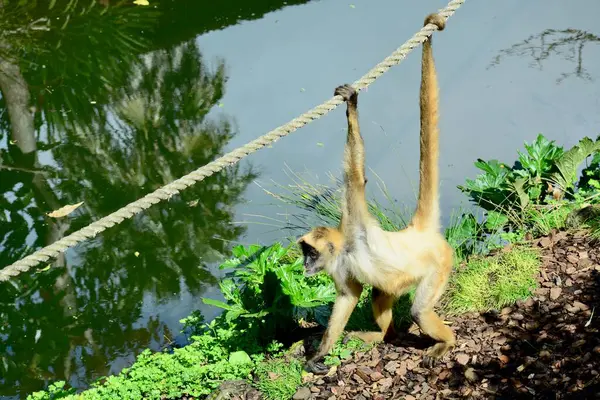 Spider monkey (Atelidae family), native to tropical forests of Central and South America