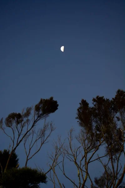 Dramático Cielo Nocturno Con Siluetas Negras Árboles Media Luna Encima —  Fotos de Stock