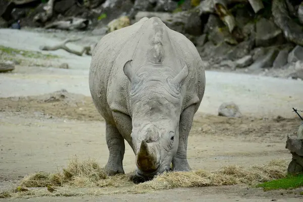 Rinoceronte Blanco Rinoceronte Labio Cuadrado Ceratotherium Simum Especie Más Grande —  Fotos de Stock
