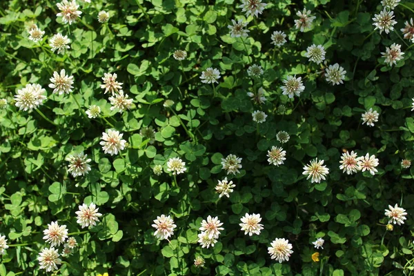 Letnia Flora Łąka Pięknymi Kwiatami — Zdjęcie stockowe