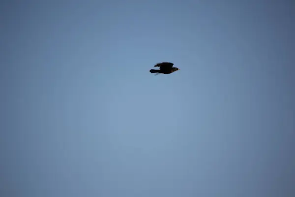 Mavi Gökyüzünde Uçuşan Siyah Ardıç Kuşu — Stok fotoğraf