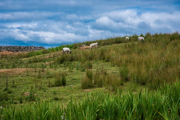Πρόβατα Και Αίγες Σκαρφαλώνουν Ένα Λόφο — Φωτογραφία Αρχείου