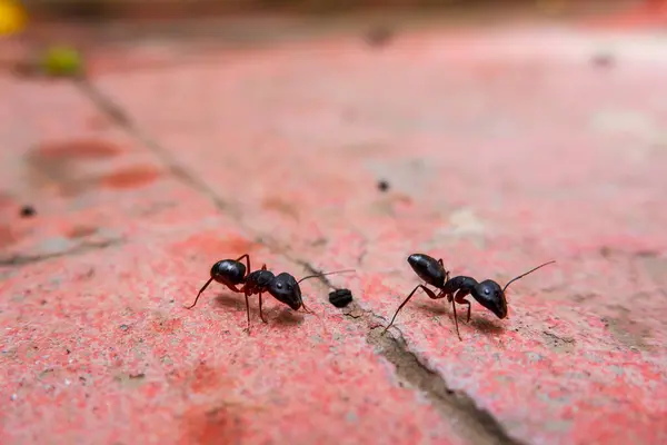 两个忙碌的黑蚂蚁的特写 — 图库照片