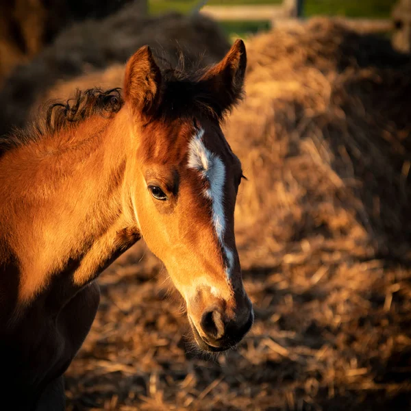 Islandzki Koń Źrebię Wieczornym Słońcu Patrząc Kamerę — Zdjęcie stockowe