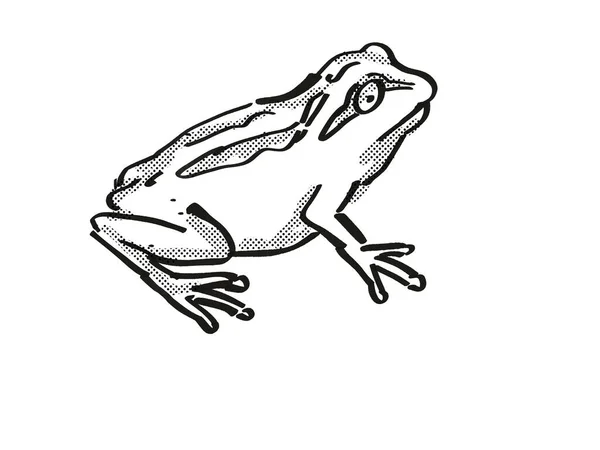 Whistling Tree Frog Νέα Ζηλανδία Wildlife Cartoon Retro Σχέδιο — Φωτογραφία Αρχείου