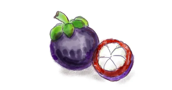 Mangosteen Fruit Watercolor Illustration — Stock Photo, Image
