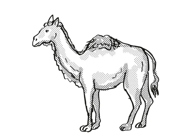 Western Camel Utdöd Nordamerikanska Tecknad Djurliv Ritning — Stockfoto