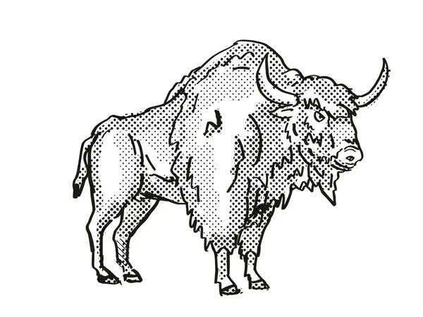 Alte Bisons Ausgestorben North American Wildlife Cartoon Zeichnung — Stockfoto
