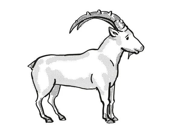 Nubian Ibex Endangered Wildlife Cartoon Drawing — 스톡 사진