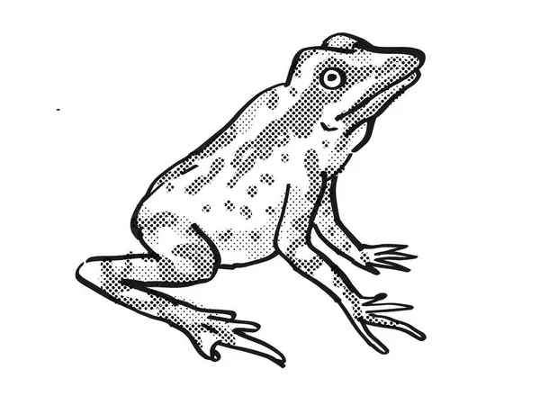 Anderssons Stubfoot Toad Endangered Wildlife Cartoon Drawing — 스톡 사진