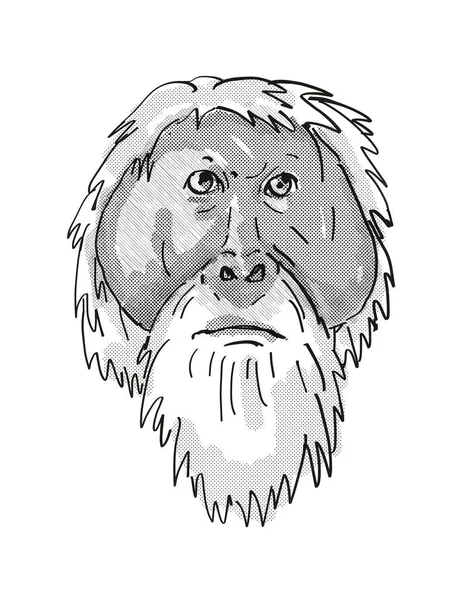Tapanuli Orang Utan Pongo Tapanuliensis Endangered Wildlife Cartoon Retro Drawing — 스톡 사진