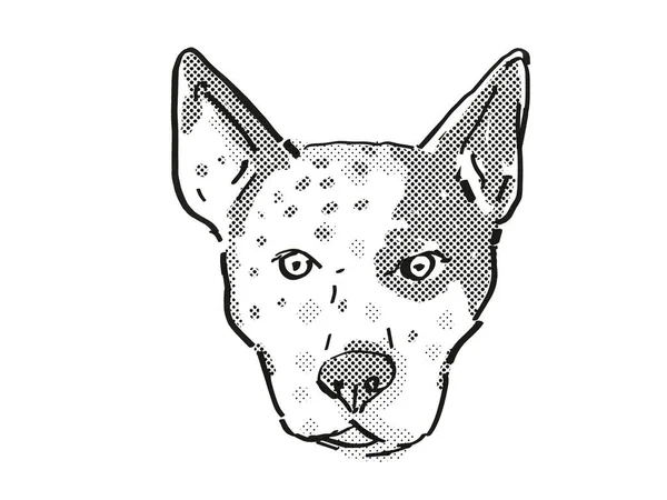 Αυστραλιανό Σκύλος Σκύλος Σκύλος Φυλή Γελοιογραφία Retro Σχέδιο — Φωτογραφία Αρχείου