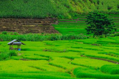 Teras pirinç tarlaları Mae Chaem bölge Chiang Mai, Tayland