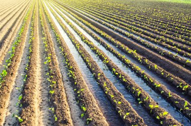 Genç patlıcan fidanlarının fidanları sulama kanallarından sulanır. Avrupa çiftliği, tarım. Agronomi. Bitkilerle ilgilenmek, yiyecek yetiştirmek. Tarım ve tarım sektörü. Kırsal bölge