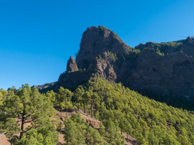 Volkanik manzara ve gür çam ağacı ormanı, Pinus kanarya manzarası Mirador de la Cumbrecita 'dan ulusal park Caldera de Taburiente, volkanik krater La Palma, Kanarya Adaları, İspanya