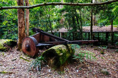 QLD Avustralya 'da Cougal Cascades Yürüyüşü