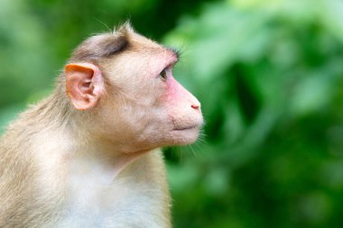 Mumbai 'deki Kanheri Mağaralarındaki Maymun Hindistan