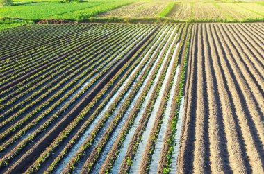 Genç patlıcan fidanlarının fidanları sulama kanallarından sulanır. Bitkilerle ilgilenmek, yiyecek yetiştirmek. Avrupa çiftliği, tarım. Agronomi. Tarım ve tarım sektörü. Kırsal bölge