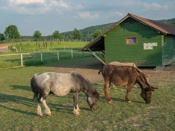 Kleine Paard Pony Ezel Grazen Een Corral Met Houten Boerderij — Stockfoto