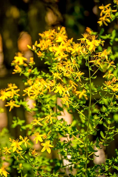 Vista Perto Belas Flores Florescendo — Fotografia de Stock