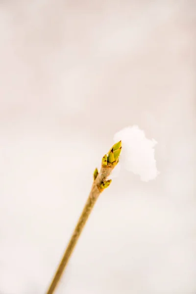 Snowhat Brote Árbol —  Fotos de Stock