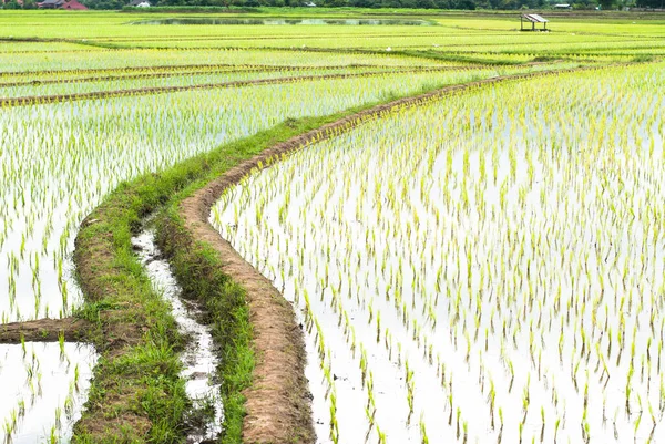 Teras pirinç tarlaları Mae Chaem bölge Chiang Mai, Tayland