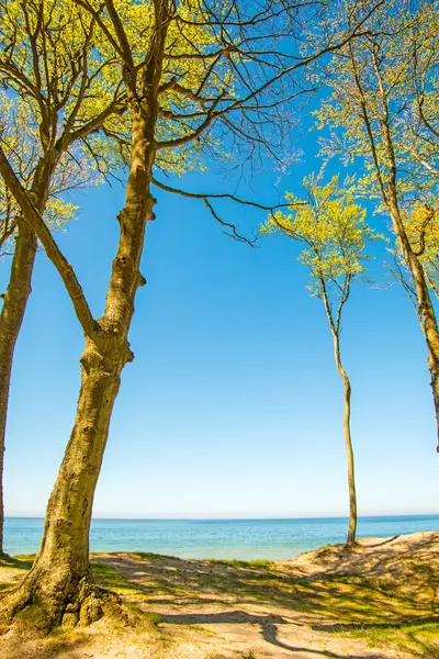Одинокий Пляж Деревьями Голубым Небом — стоковое фото