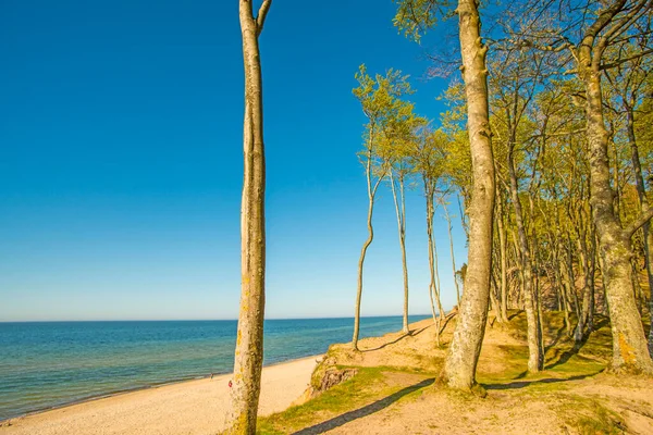 Samotna Plaża Drzewami Błękitnym Niebem — Zdjęcie stockowe