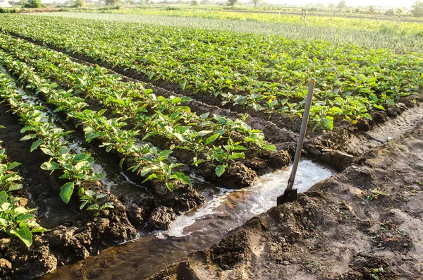Arrosage Plantation Jeunes Plants Aubergines Par Des Canaux Irrigation Agronomie — Photo