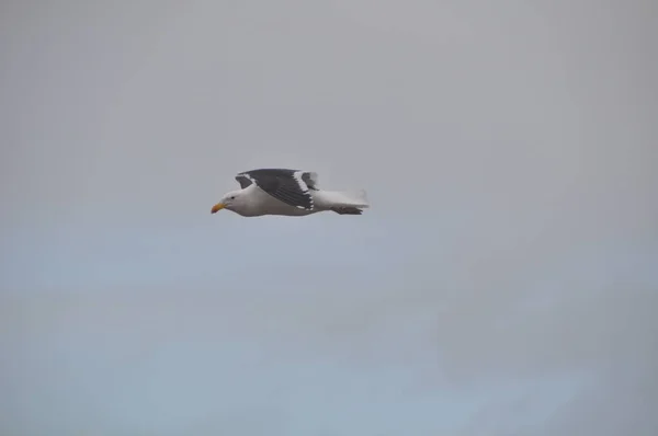 Single White Grey Seagull Flight — Stock Photo, Image