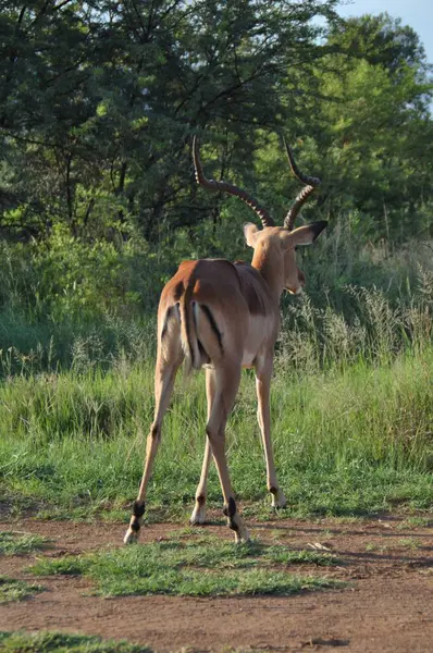Impala Kijkt Naar Savanne — Stockfoto