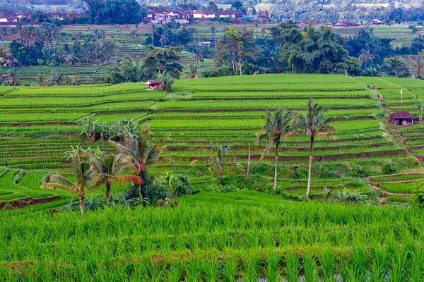 Terasovité Rýžoviště Indonésii — Stock fotografie