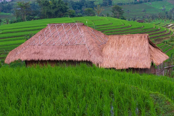 Thatched Hut Rice Paddy — Stock Photo, Image