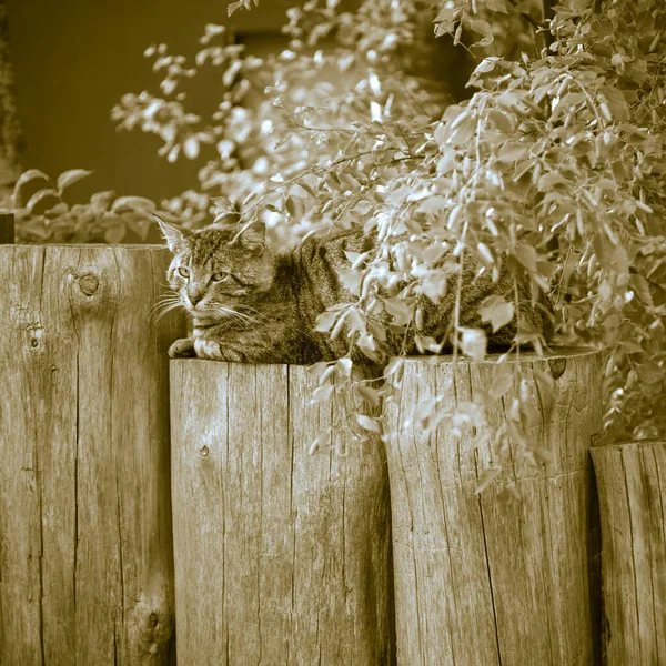 Relaxing cat on wooden outdoor posts