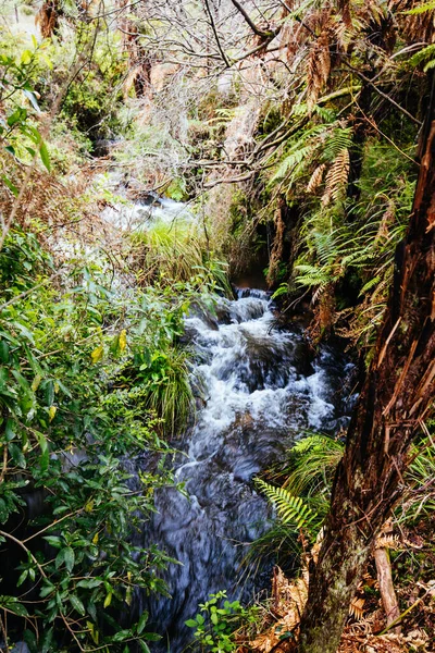 新西兰Wairakei自然热谷 — 图库照片
