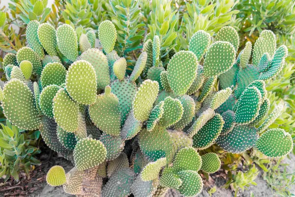 Cacti South Africa Garden — Stock Photo, Image