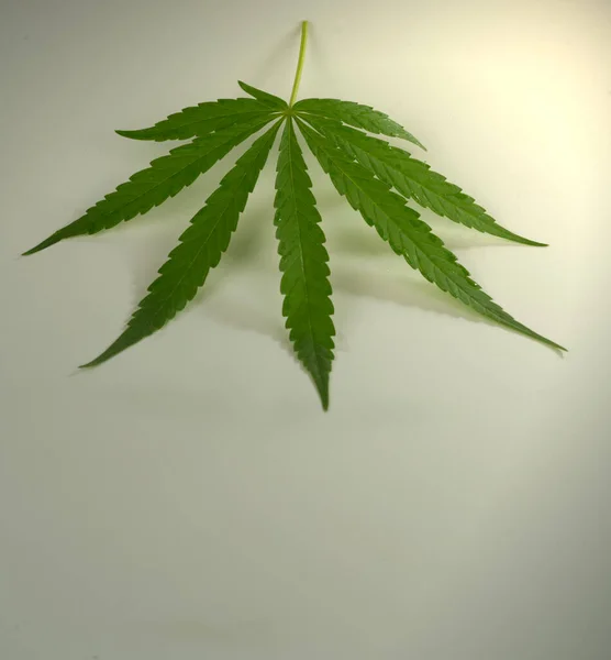 Folhas Cannabis Verde Fundo Branco — Fotografia de Stock
