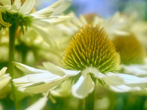Schöne Blühende Blumen Sommerzeit Konzept — Stockfoto