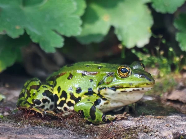 石の上に座っている小さな緑の水のカエル — ストック写真