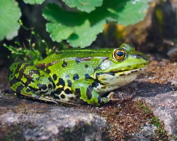 石の上に座っている小さな緑の水のカエル — ストック写真