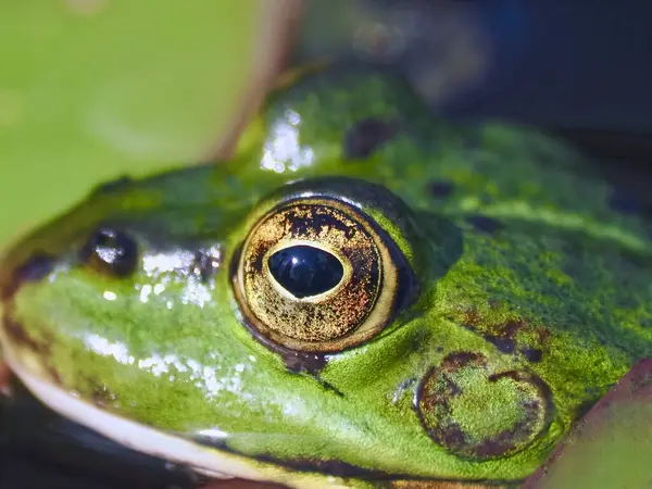 Макро Желтых Глаз Маленькой Зеленой Водяной Лягушки — стоковое фото