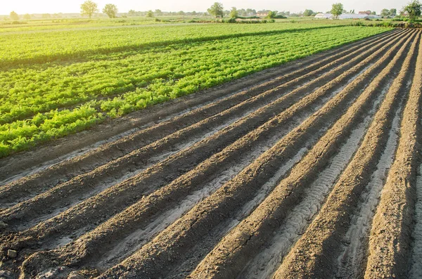 Landscape Farm Plantation Field Juicy Greens Potato Carrot Tops European — Stock Photo, Image
