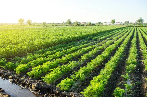 Yeşil Havuç Patates Çalılarından Oluşan Tarlaları Sulamak Avrupa Organik Tarım — Stok fotoğraf