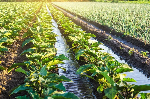Water Flows Irrigation Canals Farm Eggplant Plantation Caring Plants Growing — Stock Photo, Image