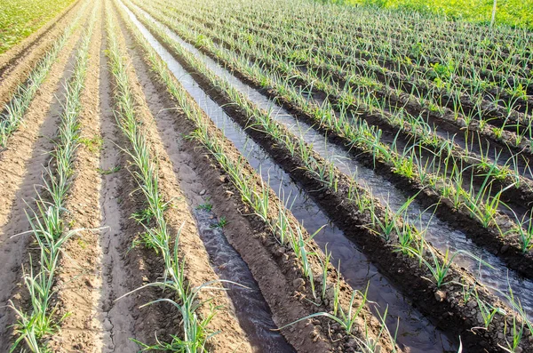 Water Flows Irrigation Canals Farm Leek Onion Plantation Conservation Water — Stockfoto