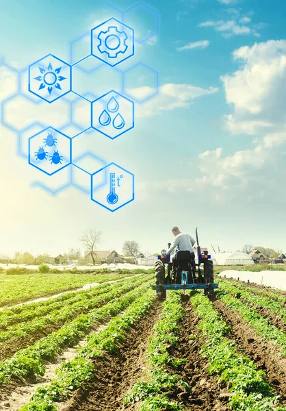 Farmer Drives Tractor Potato Plantation Field Hex — Stock Photo, Image