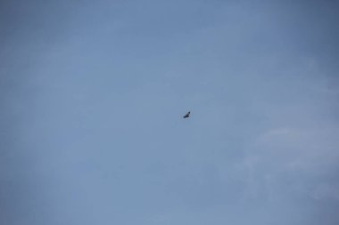 Yırtıcı kuş bulutsuz gökyüzünde daireler çizer